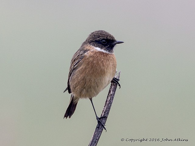 Stone Chat ( male ) 16/12/16