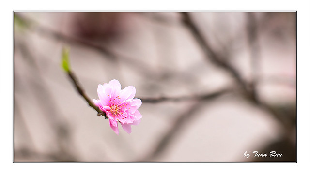 SHF_2407_peach blossom