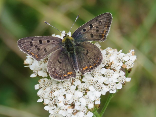 Butterflies of Bulgaria: Sooty copper (Bruine vuurvlinder)