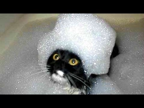 The funniest and most humorous cat videos ever! .… | Flickr