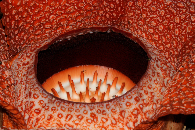 up close Rafflesia keithii 