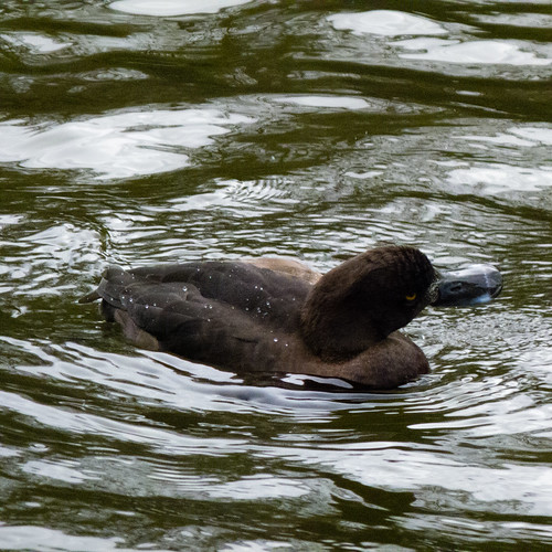 Tufted duck female, West Park