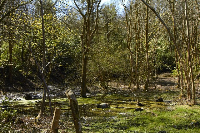 Rannoch Woods Johnstone (pond)