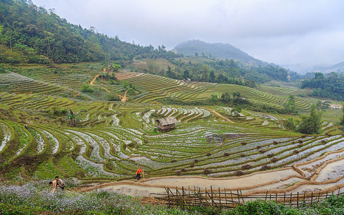rice hill hills vietnam explore sapa paddyfields hilltribes topaz hilltribetrek 500px topazadjust indochinaencompassed neilbirchall
