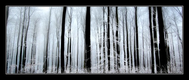Nebliger Winterwald - Foggy winter forest.