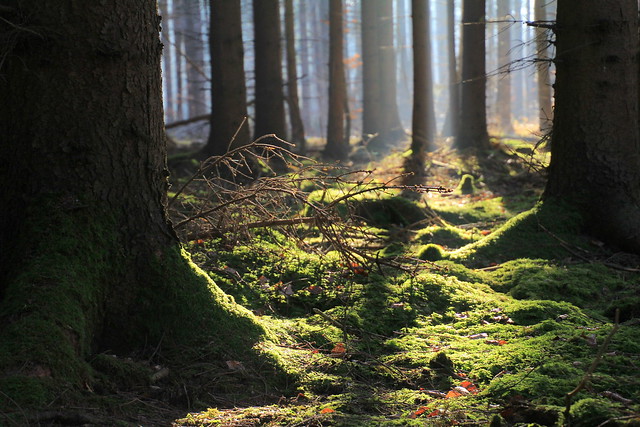 Märchenwald / Fairytale forest