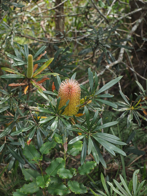 Banksia integrifolia subsp. monticola Barrington Tops NP
