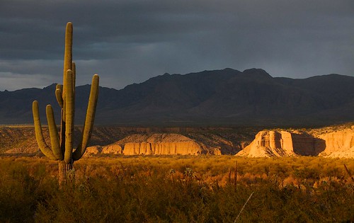 arizona usa mountains cacti landscapes flickr desert unitedstatesofamerica gps 2014 pinalcounty sanpedrorivervalley saguarocactuscarnegieagigantea