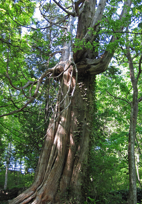 Thuja occidentalis (eastern arbor vitae tree) (Natural Bridge State Park, Virginia, USA) 2
