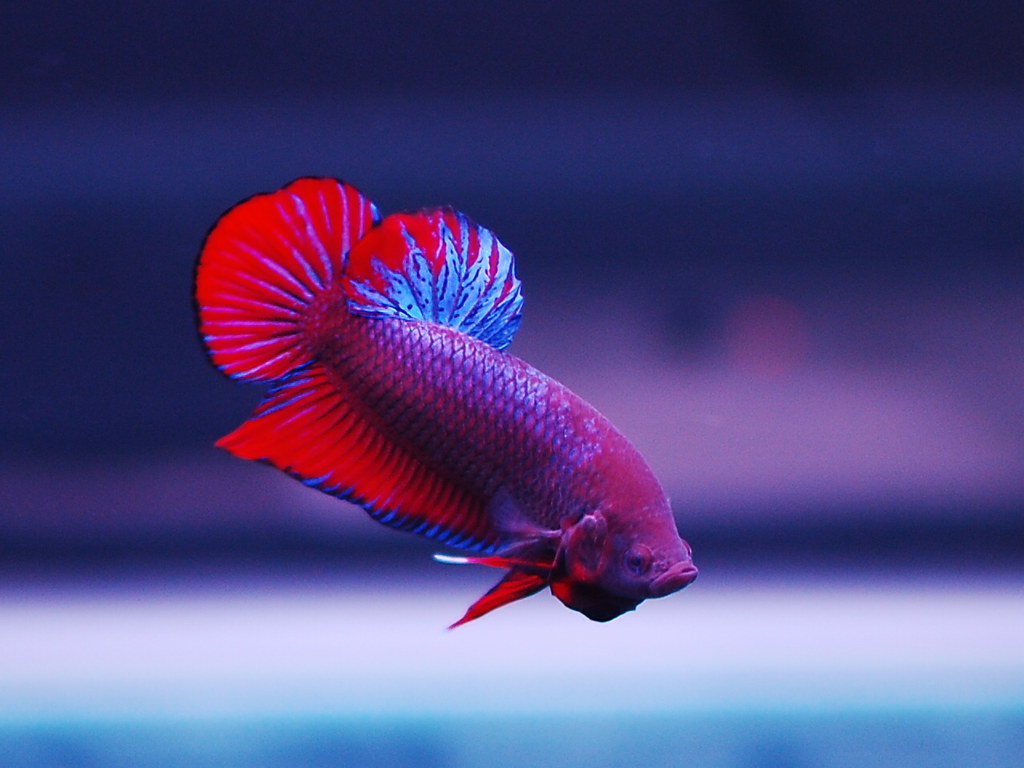 Plakat Betta: Embracing the Natural Beauty of Colorful Betta Fish 12 different types of betta fish for Your Home Aquarium