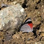 88 Butterfly (Diaethria anna) showing the "88" - mariposa "88" en el lodo; camino de San Lucas Camotlán hasta Santiago Ixcuintepec Mixes, Región Mixes, Oaxaca, Mexico