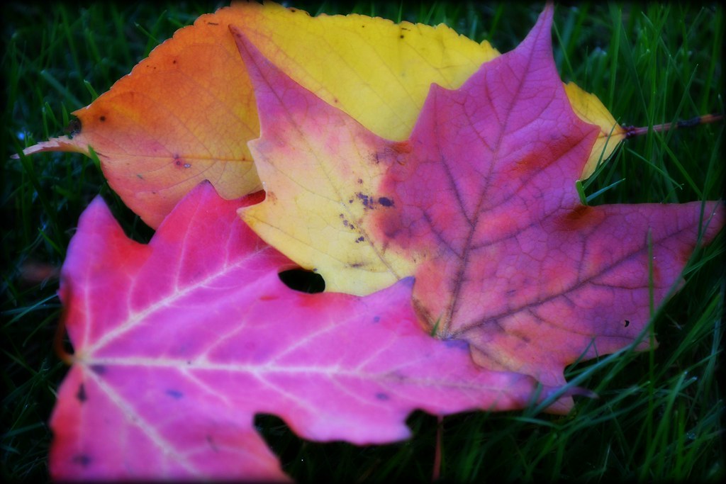Fall Score 13 Fall '13 | Flickr
