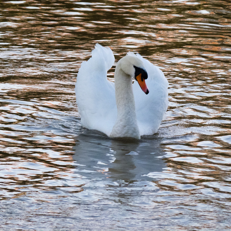 Swan sailing