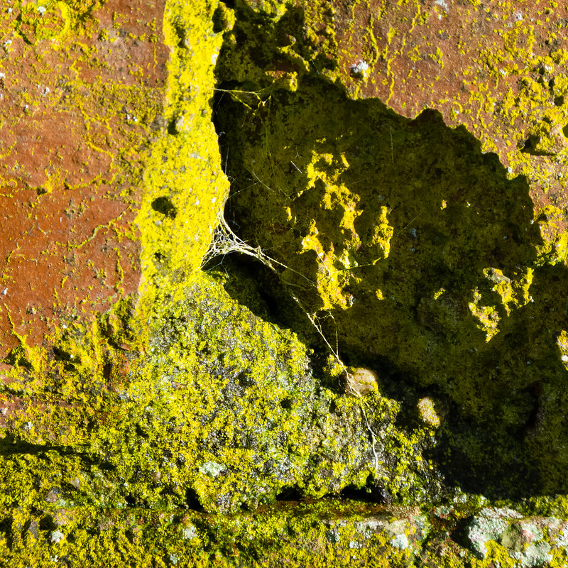 Lichens on a brick wall