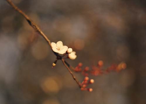 Springtime | by Emma Finch