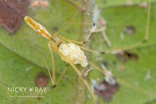 Daddy-Long-Legs Spider (Pribumia atrigularis) - DSC_5350
