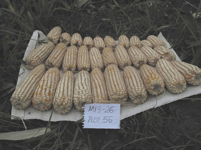 New hybrid maize variety M13 - 26 for DR Congo