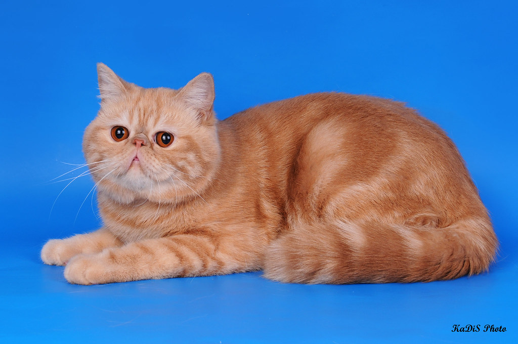 Кот экзот | Красный мрамор catslog.ru/ | Artem Field | Flickr