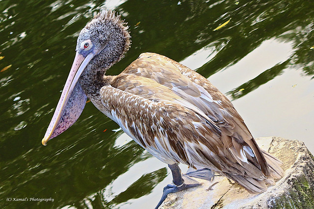 Spot-Billed Pelican (SE Asia)