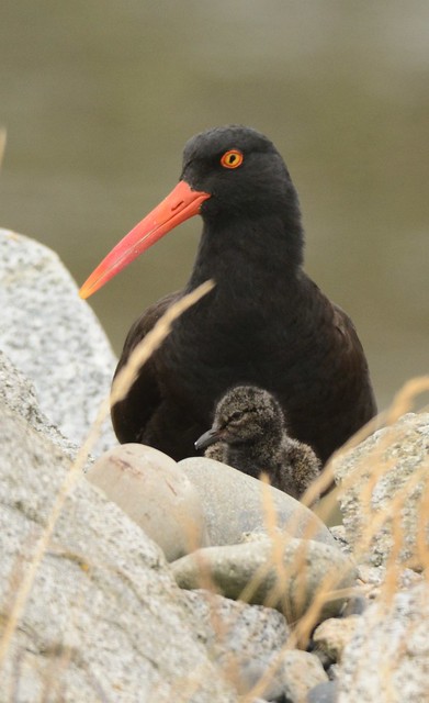 Black Oystercatcher and Chick