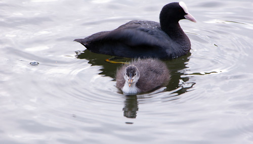 Coot and chick, West Park