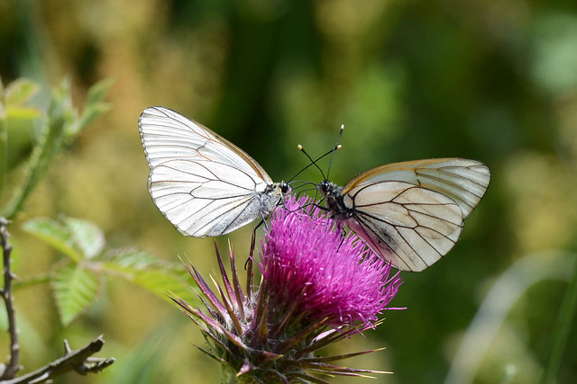 Butterflies - Green Veined White - Artogeia napi, Pezi, Ikaria