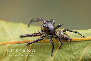 Heavy Jumping Spider (Hyllus sp.) - DSC_9031