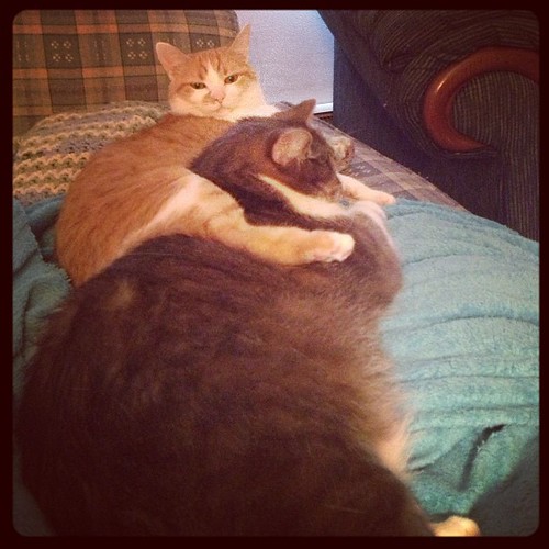 Weirdos. #catsofinstagram | by froggybluesock