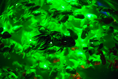 Art Aquarium | by kodkod.toyota