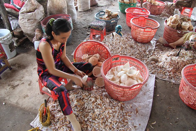Industry - scrapping the outer layers from the coconut flesh to make coconut oil, Mekong Delta, Vietnam