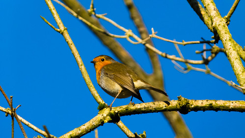 Robin on elder branch