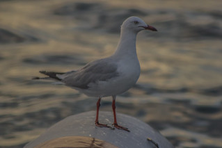 Seagull on Board