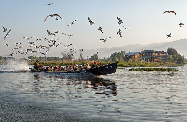 Seagulls follow a traditional longboat at Inle Lake