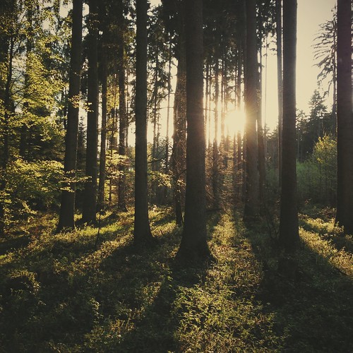 wood trees light sunlight nature forest licht wald iphonography instagram vscocam