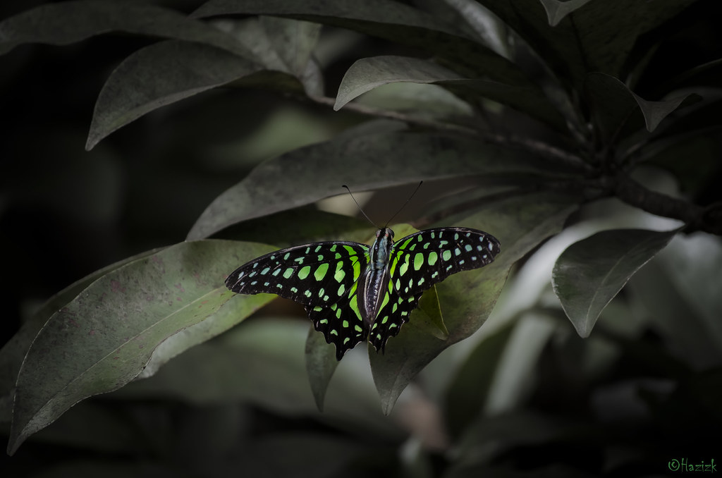 Черно зеленая бабочка. Зеленая бабочка. Темно зеленые бабочки. Зеленая бабочка Эстетика.