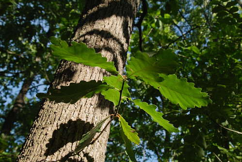 oak sigma australia victoria ranges plantation shire 1770 harcourt foveon x3 bendigo nonos macedon 2845 sd15