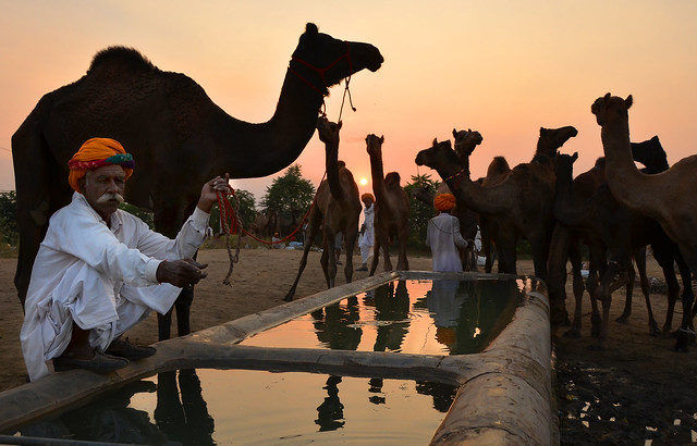 Camels and sheperds at the water tank in the beautiful light of Pushkar sunset, Rajasthan