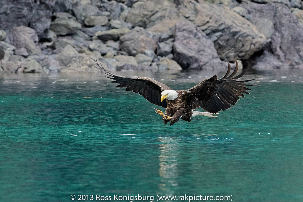 Alaska Eagle VI