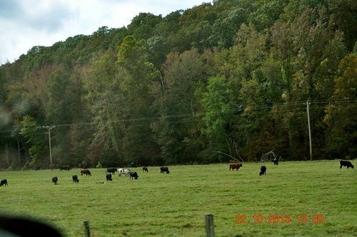 trees cows tennessee alabama markers historicplace natcheztrace