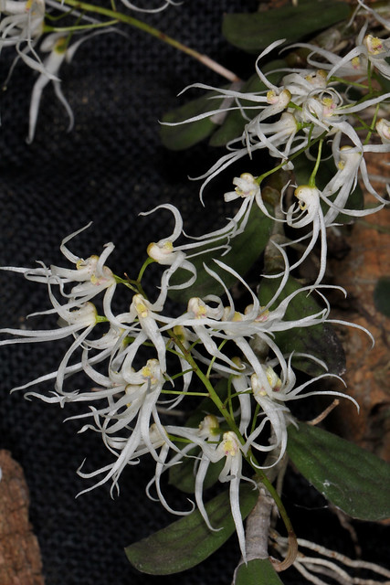 Dockrillia linguiforme (syn Dendrobium linguiforme) 2013-09-29 01