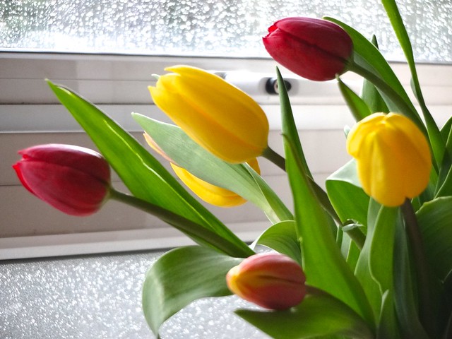 a tulipánok
