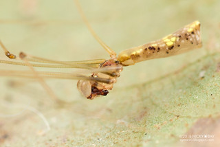 Daddy-long-legs spider (Cantikus ubin) - DSC_1230