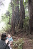Boy and his father, Muir Woods by firepile