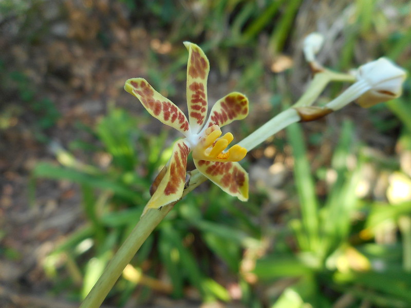 Staurochilus dawsonianus (Rchb. F.) Schltr. Orchidaceae-Dawson's Staurochilus Orchid, เอื้องเสือแผ้ว