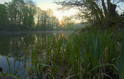 trees nature water sunrise reeds