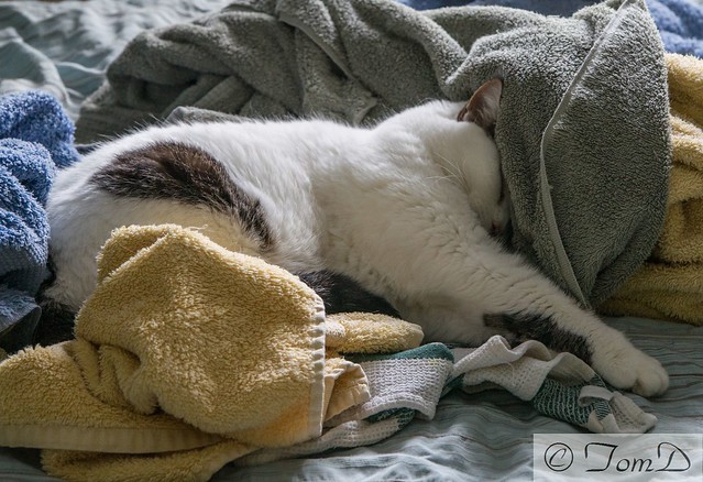 What is it about cats and towels?