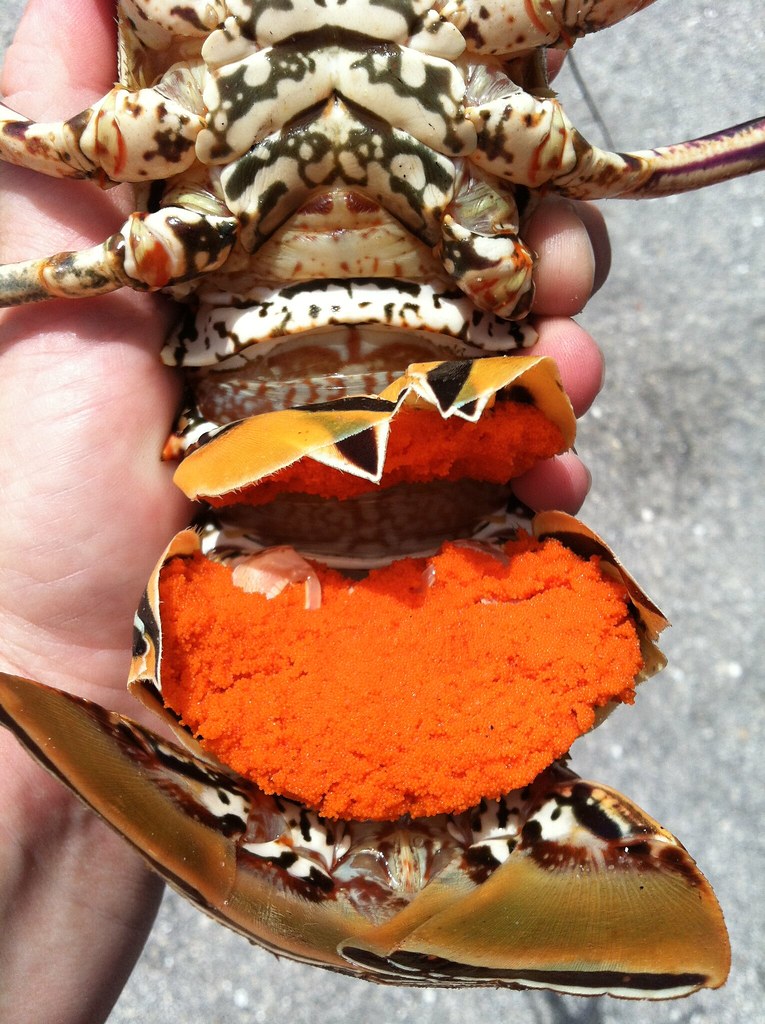 Female Lobster with Eggs 2 | FWC Photo by Officer Amanda ...