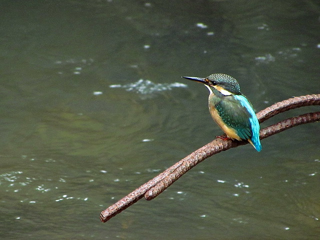 翠鳥  Common Kingfisher