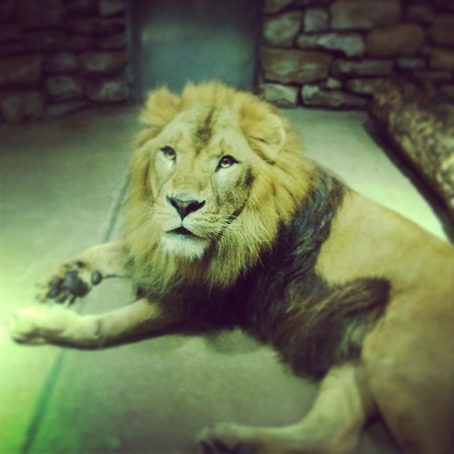 ライオンかっこいい Via Instagram Ift Tt 1awpntw Tnsaskr1 Flickr