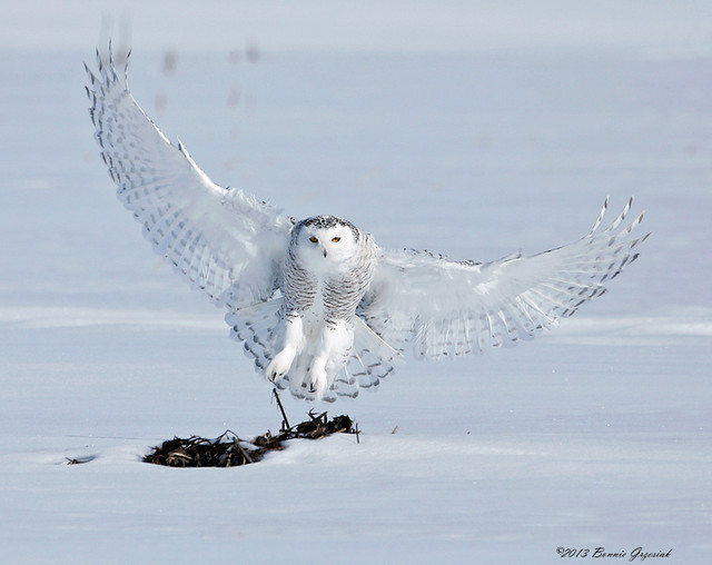 Snowy Owl Landing   7238